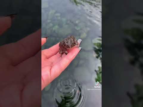 Wildlife rescue