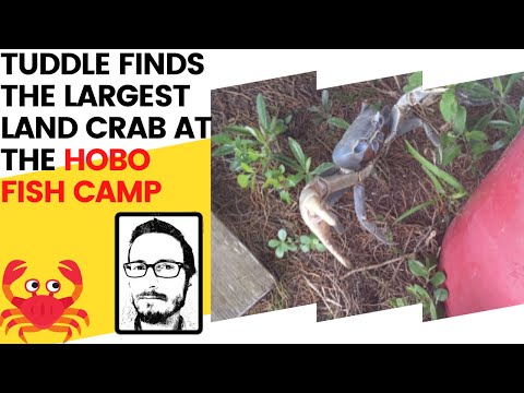 I Spotted A Land Crab While Recording The Tuddle Daily Podcast