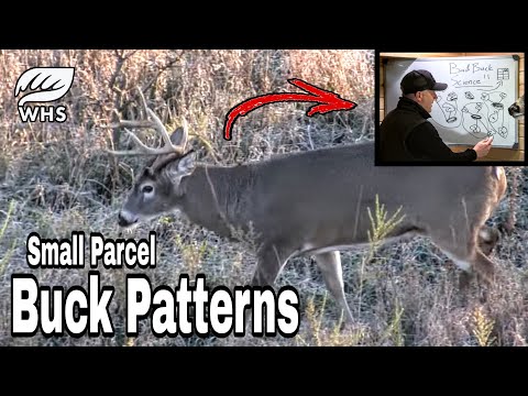 Beware Of Bad Buck Science For Small Parcel Buck Patterns