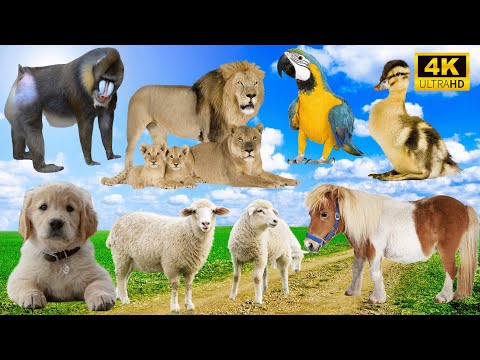 Wild & Farm Animals in Harmony: Monkey, Lion, Parrot, Duck, Dog, Sheep, Horse - Animal Sounds