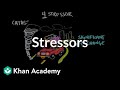 Understanding Stressors and Their Effects