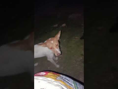 bezubaan ki jaan  😢😔 #dog #jaan #petshub #dogshorts #shorts #ytshorts