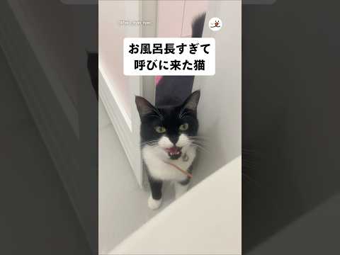 猫の動画サムネイル - 心配して来てくれるの尊い🥹｜PECO