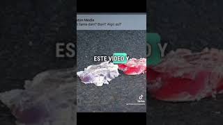 CURIOSIDADES QUE NO SABÍAS HACE 5 MINUTOS #curiosidades #curiosidadesdelmundo #viral