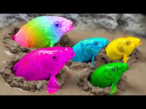 Catch Beautiful Rainbow Fish In Pond,다채로운 장어, 뚱뚱한 개구리, 무지개 문어, 귀여운 작은 물고기  |Stop Motion ASMR