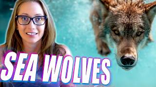 Sea Wolves Are Evolving Into the Ocean's Newest Apex Predator