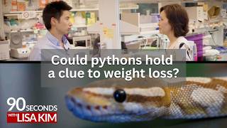 Could pythons hold a clue to weight loss?| 90 Seconds w/ Lisa Kim