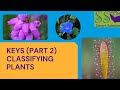 Identifying Wild Flowers and Their Features