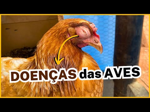 PRINCIPAIS DOENÇAS das AVES: como controlar