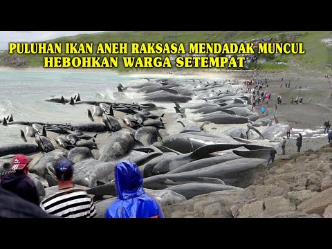 FENOMENA ANEH!! RATUSAN IKAN RAKSASA MENDADAK MUNCUL PENUHI DARATAN!! WARGA DIBUAT HEBOH