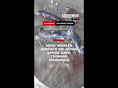 Dead whales surface on Japan shore amid tsunami warnings