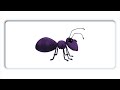 Understanding Ants: Key Concepts