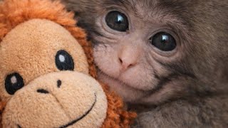 The Full Story of Punch 🐒The Monkey Who Hugged a Toy That Sold Millions #punch #ichikawa #monkey 