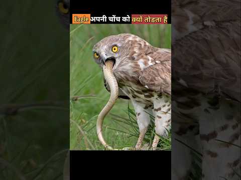 ईगल अपनी चोंच को क्यों तोड़ता है#animalfacts #wildanimals #viral