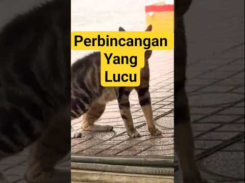 Kucing meong meong lucu. Perbincangan yang lucu #kucing #lucu #kucingmeonglucu#shorts