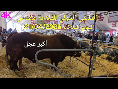 العجول والأبقار الحلوب المعرض الدولي للفلاحة مكناس اليوم الثلاثاء 21/04/2026