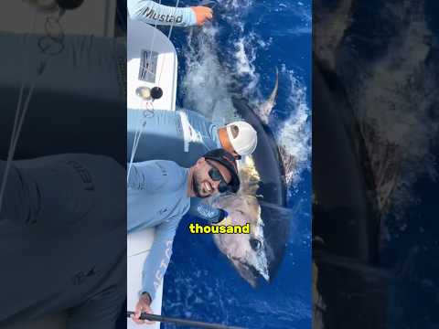 Fishermen pulled out a giant tuna