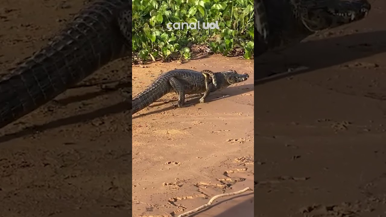 Cobra se enrola em jacaré no Pantanal de Mato Grosso do Sul; vídeo flagra momento