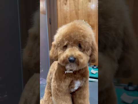 This puppy came in looking like a sad old man. But I can fix him! #puppy #doggroomingtips #doodle