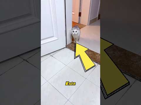 Este gato suele espiar a su dueño mientras se baña.#pets #cat #cute