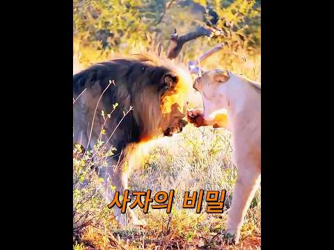 수컷 사자도 아내를 두려워한다는 것이 밝혀졌습니다! #동물