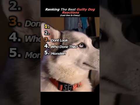 Ranking The Best Guilty Dog Reactions!