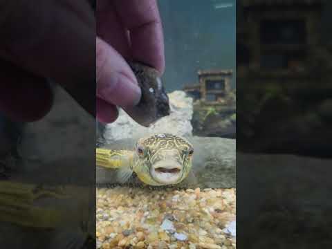Hungry Puffer 