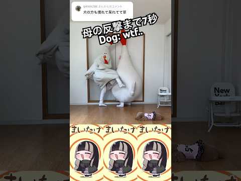 [まいたけダンス] ちょうどいい音がすると思ったら母でした #儒烏風亭らでん #ASMR #きぐるみ母さん #まいたけダンス #ホロライブ #hololive #regloss #余った時間で何しよう