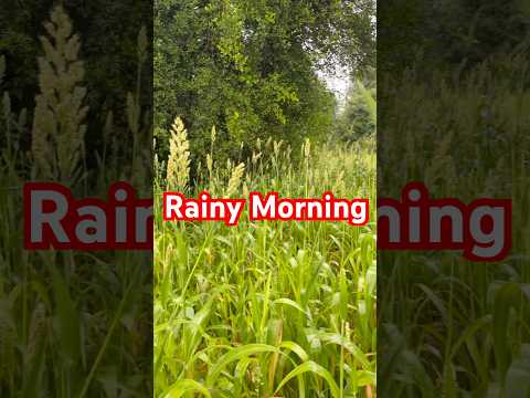 Rainy Morning 😍#rainyday #rain #villagelife #village #shorts #trending #nature #youtubeshorts