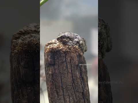 Perron tree frog 🐸 #nature #reptiles #frog #frogs #garden #miraculousnature #wildlife