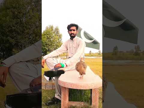Pakistan vs india #birds 🦜🦜🕊️🕊️💔#shortsvideo #grayfrancolin #shorts#irani teeter