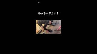 クソ笑ったっち#shorts