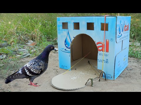 Easy Making Pigeon Trap From Vital Cardboard Box - Simple Quick Bird Trap