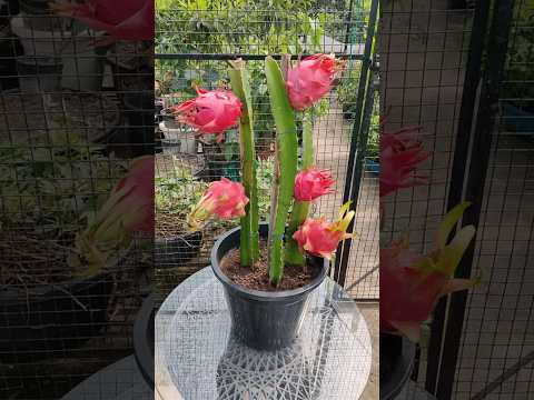 Grow Dragon Fruit From Seed #dragonseeds #dragonfruit #dragonfruitplantation #urbangardening