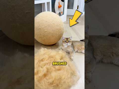 Genius Hack to Help Cats Shed Fur