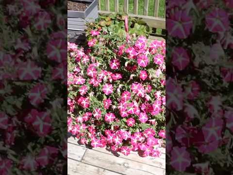 Beautiful petunias! #flowers #petunias #summer #su 