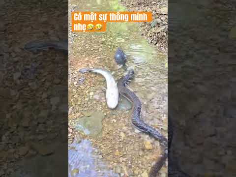 Ai nói cá không thông minh haha! #khoachuộttv #cuoichutthoi #xuhuongyoutube #haihuoc