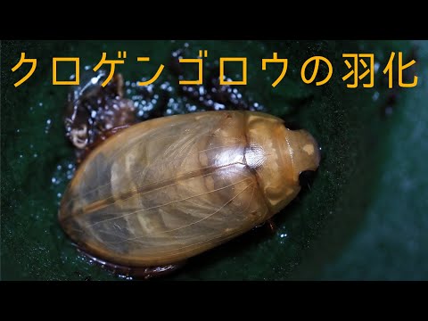 クロゲンゴロウの羽化