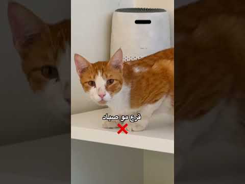 #cat #هتضحك #funnycat #اكسبلور #كوميديات #funnypet #قطط #catfunny #funny