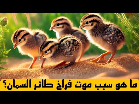 ما هي أسباب موت فراخ طائر السمان؟