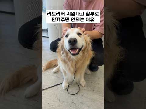 리트리버 귀엽다고 함부로 만져주면 <strong>안되는</strong> 이유