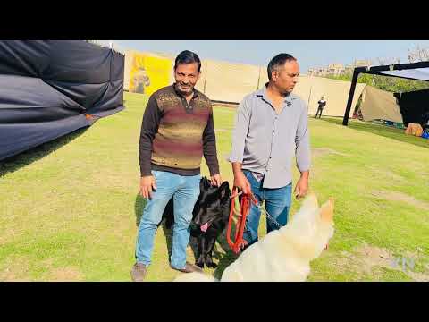 डॉग शो में 1 करोड़ का डॉग देखने उमड़ी भीड़ ! White German Shepherd And Black German  shepherd