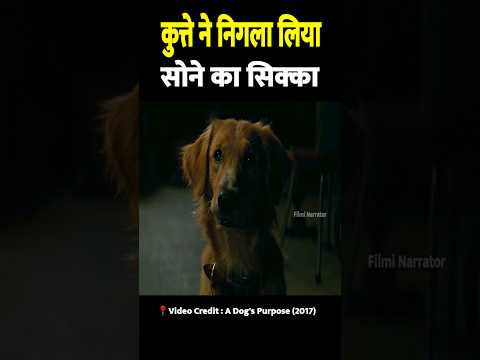 कुत्ते ने निगला सोने का सिक्का | Dog Swallowed Gold Coin 😱 #shorts