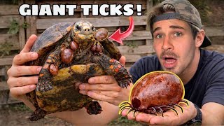 I PULLED BLOODSUCKING GIANT TICKS off My TORTOISES!!