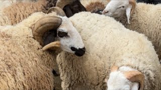 مباشر من بطوار ابن سينا الكبريه