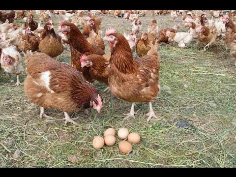 Бизнес на курах несушках