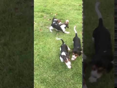 are bones safe for treeing walker coonhound puppies