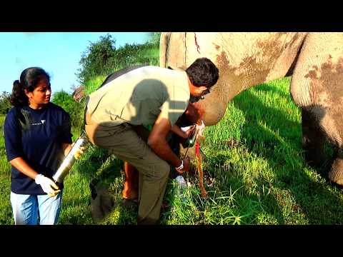 Shot and Suffering: The Heartbreaking Rescue of a Helpless Elephant.#animals #elephant #nature #wild