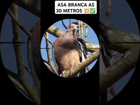 CAÇADINHA DE FINAL DE TARDE #caçadas #carabina #pcp #dove #aventuras #foryou #sniper #veado