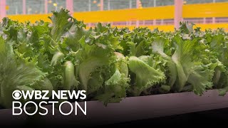 YouTube video thumbnail: Mass. Lettuce Farm Says Product Safe to eat, Outbreak has Impacted Business